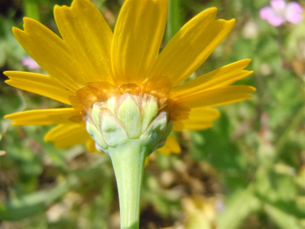 Glebionis segetum / Crisantemo campestre